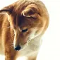 HoshiTheShiba